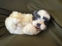 Winston, a male Shihpoo for sale in Douglas, AZ – 4 of 10