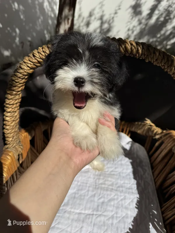 Louie – Shihpoo puppy for sale in Douglas, AZ