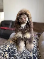 Hazel, a female Poodle - Standard  for sale in Douglas, AZ – 4 of 10
