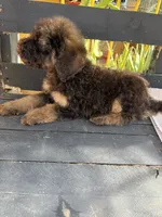 Bear, a male Poodle - Standard  for sale in Douglas, AZ – 6 of 7