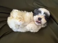 Winston, a male Shihpoo for sale in Douglas, AZ – 9 of 10