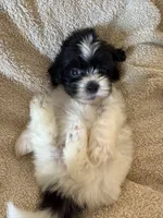 Oliver, a male Shihpoo for sale in Douglas, AZ – 2 of 10