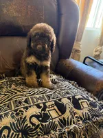 Hazel, a female Poodle - Standard  for sale in Douglas, AZ – 5 of 9