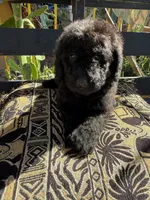 Raven, a female Poodle - Standard  for sale in Douglas, AZ – 5 of 7