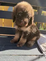 Bear, a male Poodle - Standard  for sale in Douglas, AZ – 5 of 7