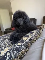 Luna, a female Poodle - Standard  for sale in Douglas, AZ – 2 of 10