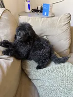 Raven, a female Poodle - Standard  for sale in Douglas, AZ – 2 of 10