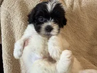 Oliver, a male Shihpoo for sale in Douglas, AZ – 3 of 10