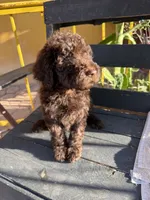 Moose, a male Poodle - Standard  for sale in Douglas, AZ – 10 of 10