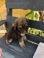 Bear, a male Poodle - Standard  for sale in Douglas, AZ – 4 of 7