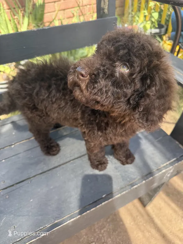 Willow – Poodle - Standard  puppy for sale in Douglas, AZ