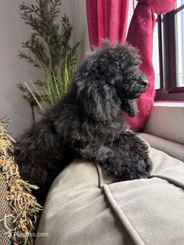 Luna – Poodle - Standard  puppy for sale in Douglas, AZ