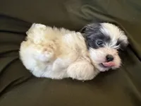 Winston, a male Shihpoo for sale in Douglas, AZ – 7 of 10