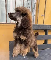 Hazel, a female Poodle - Standard  for sale in Douglas, AZ – 6 of 10