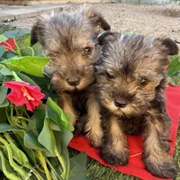 Luna, a female Miniature Schnauzer for sale in Douglas, AZ – Photo 3 of 6