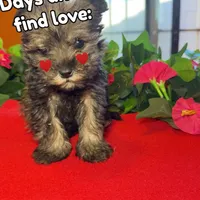 Luna, a female Miniature Schnauzer for sale in Douglas, AZ – Photo 4 of 6