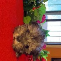 Luna, a female Miniature Schnauzer for sale in Douglas, AZ – Photo 5 of 6