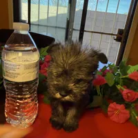 Luna, a female Miniature Schnauzer for sale in Douglas, AZ – Photo 2 of 6