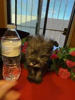 Luna, a female Miniature Schnauzer for sale in Tucson, AZ – Photo 2 of 6