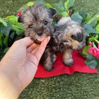 Luna, a female Miniature Schnauzer for sale in Douglas, AZ – Photo 1 of 6
