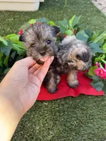 Luna, a female Miniature Schnauzer for sale in Tucson, AZ – Photo 1 of 6