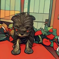 Luna, a female Miniature Schnauzer for sale in Douglas, AZ – Photo 6 of 6