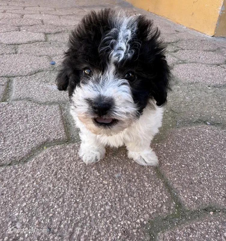 Mochi – Maltipoo puppy for sale in Douglas, AZ