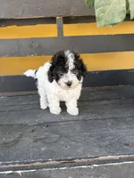 Mochi, a female Maltipoo for sale in Douglas, AZ – Photo 6 of 7