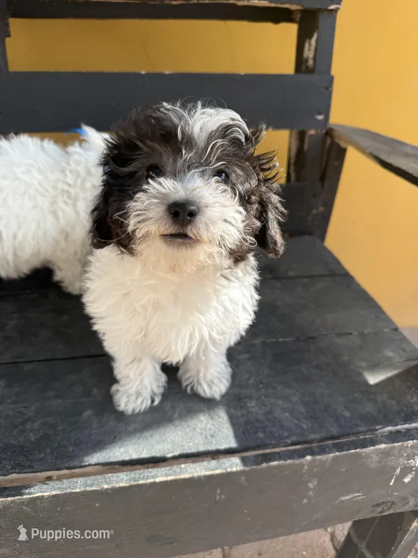 Mochi – Maltipoo puppy for sale in Douglas, AZ