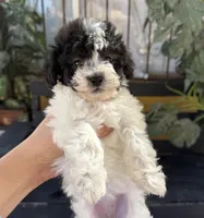Mochi, a female Maltipoo for sale in Douglas, AZ – Photo 3 of 7