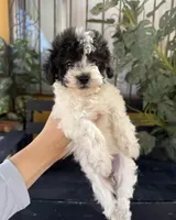 Mochi, a female Maltipoo for sale in Douglas, AZ – Photo 5 of 7