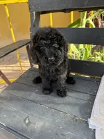Luna, a female Poodle - Standard  for sale in Douglas, AZ – 4 of 10