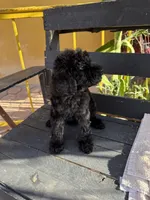 Luna, a female Poodle - Standard  for sale in Douglas, AZ – 10 of 10