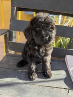 Luna, a female Poodle - Standard  for sale in Douglas, AZ – 6 of 10