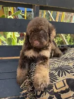 Hazel, a female Poodle - Standard  for sale in Douglas, AZ – 6 of 9