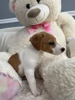 Bella, a female Jack Russell Terrier for sale in Port St. Lucie, FL – Photo 3 of 3