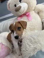 Bella, a female Jack Russell Terrier for sale in Port St. Lucie, FL – Photo 2 of 3