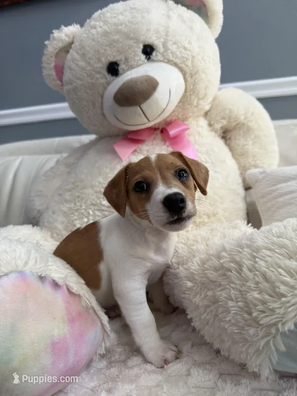 Bella – Jack Russell Terrier puppy for sale in Port St. Lucie, FL