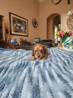 Felix , a male Miniature Dachshund for sale in Kissimmee, FL – 4 of 10