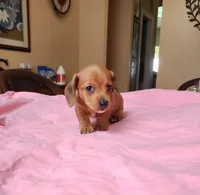 Jagger - AKC, a male Miniature Dachshund for sale in Kissimmee, FL – 1 of 9
