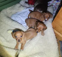 Otto - AKC, a male Miniature Dachshund for sale in Kissimmee, FL – 4 of 10
