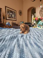 Felix , a male Miniature Dachshund for sale in Kissimmee, FL – 6 of 10