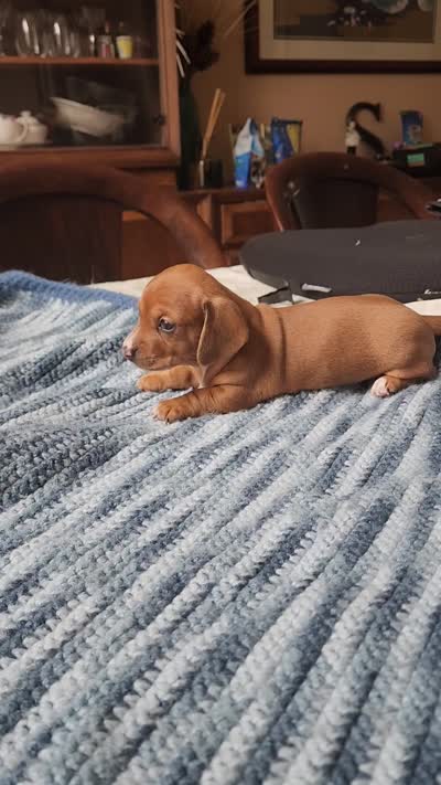 Heidi , a female Miniature Dachshund for sale in Kissimmee, FL – 6 of 8