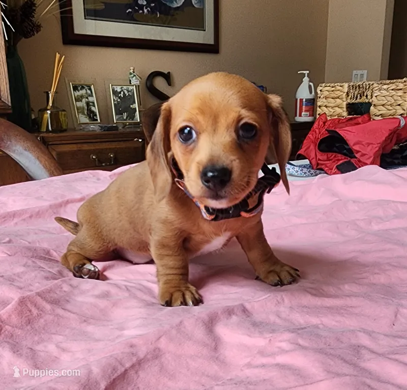 Jagger - AKC – Miniature Dachshund puppy for sale in Kissimmee, FL