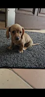 Otto - AKC, a male Miniature Dachshund for sale in Kissimmee, FL – 2 of 10