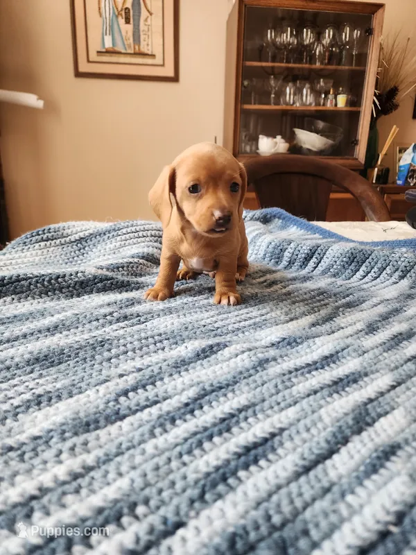 Otto  – Miniature Dachshund puppy for sale in Kissimmee, FL