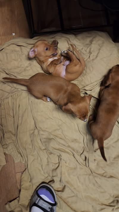 Heidi - AKC, a female Miniature Dachshund for sale in Kissimmee, FL – 9 of 9