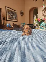 Felix , a male Miniature Dachshund for sale in Kissimmee, FL – 5 of 10