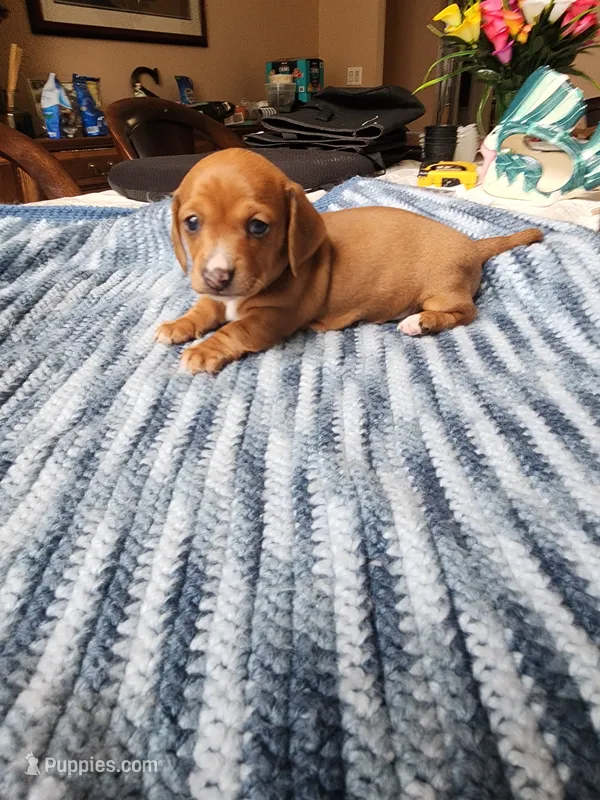 Heidi  – Miniature Dachshund puppy for sale in Kissimmee, FL