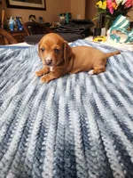 Heidi , a female Miniature Dachshund for sale in Kissimmee, FL – 1 of 8